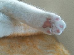 -藏猫猫咖啡主题馆(中央大道店)