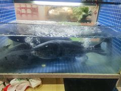 -全乐鱼馆·淳牌有机鱼直营店