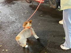 -循礼门鲜花花市(武汉循礼门店)