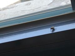 -狗不理(贵宾楼店)