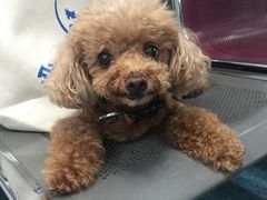 -北京赛佳动物医院