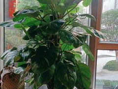 -黄家码头老火锅(解放碑旗舰店)