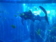 -成都浩海立方海洋公园