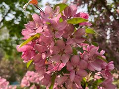 -长白岛森林公园