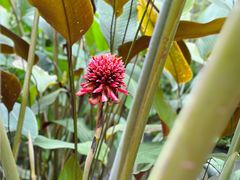 -中国科学院西双版纳热带植物园