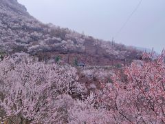 -妙峰山风景名胜区