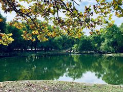 -上海共青森林公园