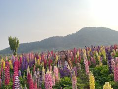 -径山花海