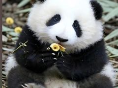 -成都动物园