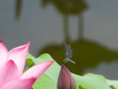 -荷塘月色湿地公园·向阳花洲
