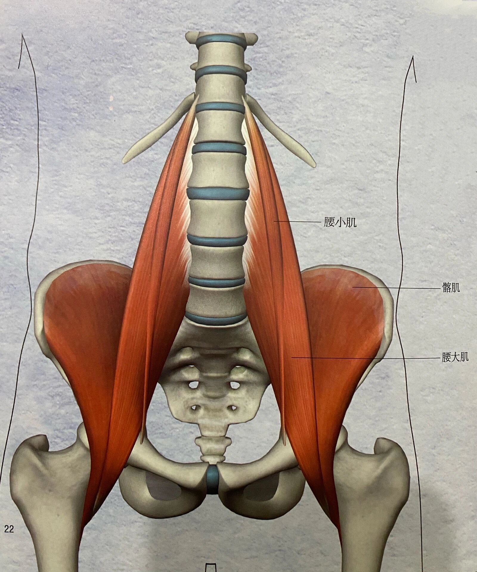 腰方肌在哪个位置图片图片