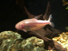 -暹罗海洋世界