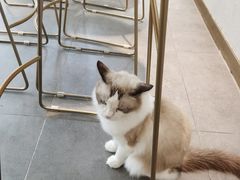 -飞行喵MR PILOT|猫舍·猫咖(静安大融城店)