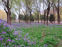 -东坝千亩湖公园