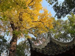 -秋霞圃