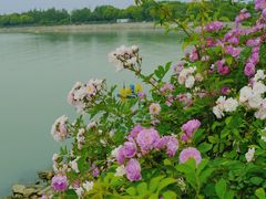 -贡湖湾湿地公园