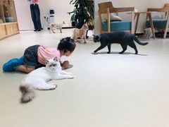 -藏猫猫咖啡主题馆(中央大道店)
