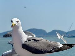 -海驴岛(荣成市)