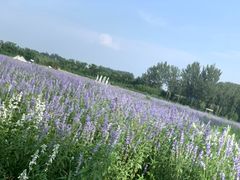 -北京东方普罗旺斯薰衣草庄园