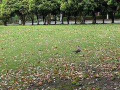 -野鸭湖国家湿地公园