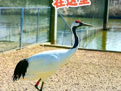 -盐城丹顶鹤湿地生态旅游区