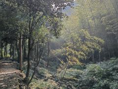 -龙坞茶村