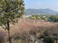 -香雪海