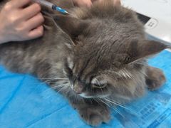 -伟伟宠物医院·CT影像中心·瑞派犬猫综合性门诊(汉口总院)