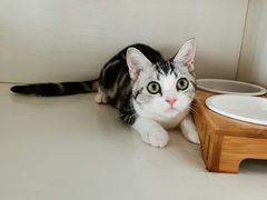 -东方名猫馆·英短金渐层布偶猫舍(环线广场1号楼店)