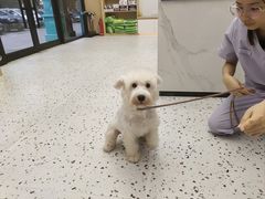 -瑞派康怡24h宠物医院·犬猫医疗中心·微创绝育(瑞景分院)