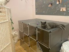 -猫咪派对(江南西店)