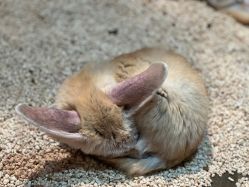 -Zoolung Zoolung动物主题公园(海信广场店)