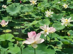 -莲花池公园