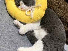 -瑞派福兴宠物医院犬猫全科·骨科·中西医结合(河东店)