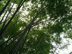 -羚羊峡古栈道森林公园