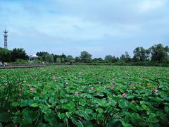 -羊亭河湿地公园