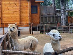 -禧宴Joyous Restaurant(禧园店)