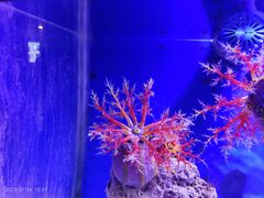 -海合安青岛极地海洋公园