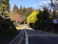 -阿里山神木遗迹