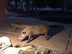 -清迈夜间动物园