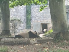 -都江堰中华大熊猫苑