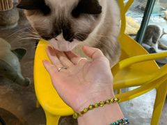 -喵屿·大理花园猫咖