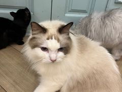 -安格丽娜·狗咖·猫咖羊驼咖(春熙路百盛商场店)