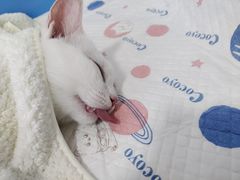 -灵美宠物诊所