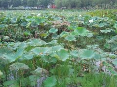 android_upload_pic-艾溪湖湿地公园