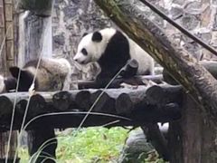 -都江堰中华大熊猫苑