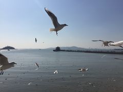 -栈桥景区