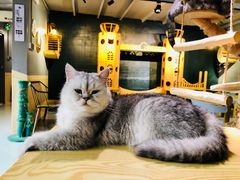 -豆逗聊愈猫阁Easy Life