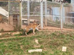 -青藏高原野生动物园