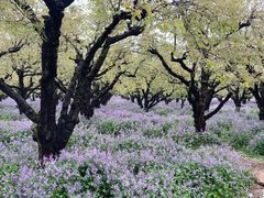 -江苏三台山国家森林公园